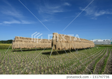 Harvested rice and blue sky Harvested rice and blue sky 131747736