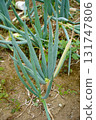 Long onion 131747806