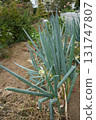 Long onion 131747807