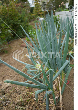 Long onion 131747807
