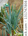 Long onion 131747808