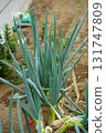 Long onion 131747809