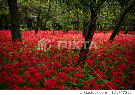 Manjushage in the Sun Manjushage in the Sun 131747832