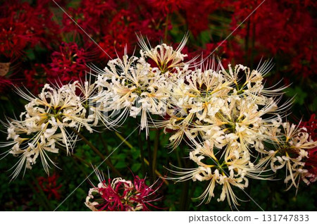 扇面上盛開的白色蜘蛛百合 扇面上盛開的白色蜘蛛百合 131747833