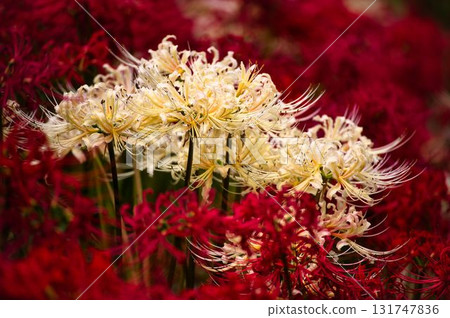 紅與白音樂會 131747836