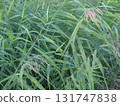 蘆葦群落：夏季沼澤地上蘆葦叢生的景象 131747838