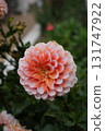 Dahlia 131747922