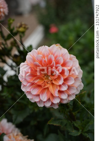 Dahlia 131747922