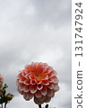 Dahlia 131747924
