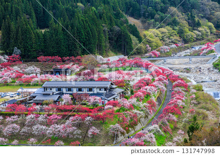 【長野縣】阿智村「花桃之鄉」的桃花迎來春天 【長野縣】阿智村「花桃之鄉」的桃花迎來春天 131747998