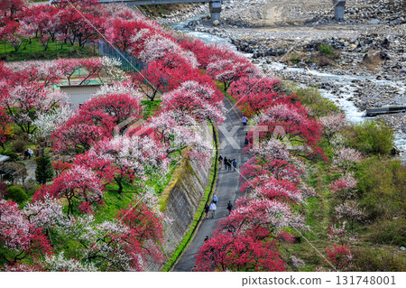 【長野縣】阿智村「花桃之鄉」的桃花迎來春天 【長野縣】阿智村「花桃之鄉」的桃花迎來春天 131748001