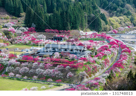 【長野縣】阿智村「花桃之鄉」的桃花迎來春天 131748013