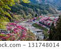 [Nagano Prefecture] Spring is in full bloom in Achi Village's "Hanamomo no Sato" peach blossoms 131748014