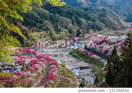 【長野縣】阿智村「花桃之鄉」的桃花迎來春天 131748014