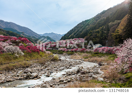 [Nagano Prefecture] Spring is in full bloom in Achi Village's "Hanamomo no Sato" peach blossoms 131748016
