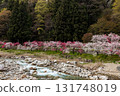 [Nagano Prefecture] Spring is in full bloom in Achi Village's "Hanamomo no Sato" peach blossoms 131748019