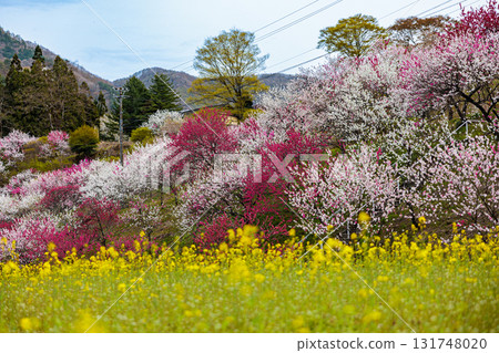 [Nagano Prefecture] Spring in full bloom at Achi Village's "Hanamomo no Sato" (Flower Peach Village) with peach blossoms and rape blossoms in full bloom 131748020