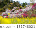 [Nagano Prefecture] Spring in full bloom at Achi Village's "Hanamomo no Sato" (Flower Peach Village) with peach blossoms and rape blossoms in full bloom 131748021