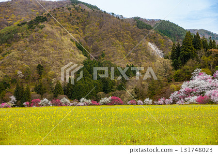 【長野縣】春天來了，阿智村的「花桃之鄉」桃花、油菜花盛開 131748023