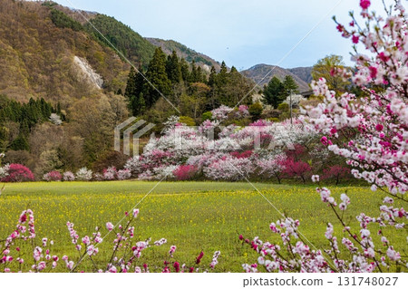 【長野縣】春天來了,阿智村的「花桃之鄉」桃花、油菜花盛開 【長野縣】春天來了,阿智村的「花桃之鄉」桃花、油菜花盛開 131748027