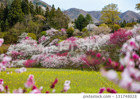 【長野縣】春天來了，阿智村的「花桃之鄉」桃花、油菜花盛開 131748028