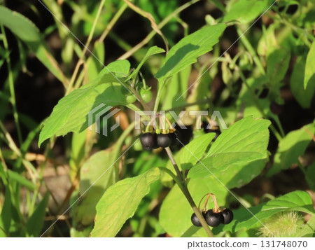 The black fruit of the dogwood The black fruit of the dogwood 131748070