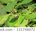 山茱萸的黑色果實 131748072