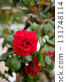 Rose flower 131748114