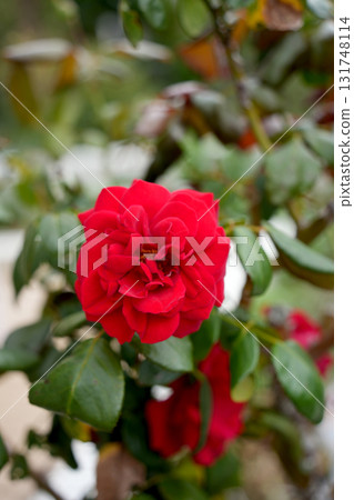 Rose flower 131748114