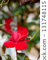 Rose flower 131748115