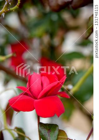 Rose flower 131748115