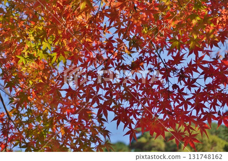 Autumn leaves at Akashiji Temple, Mt. Genko, Sasaguri 131748162