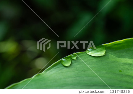 Close-up of green grass with water drops after a rain in the morning 131748226