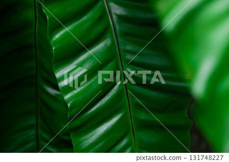 Close-up of green grass with water drops after a rain in the morning 131748227