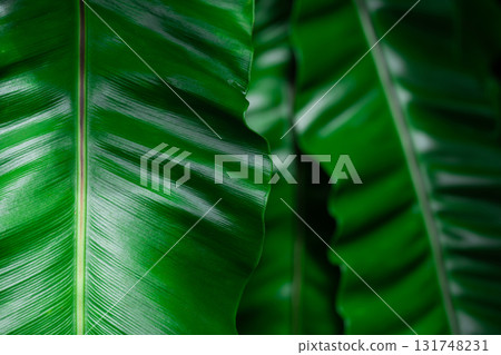 Close-up of green grass with water drops after a rain in the morning 131748231