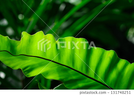 Close-up of green grass with water drops after a rain in the morning 131748251