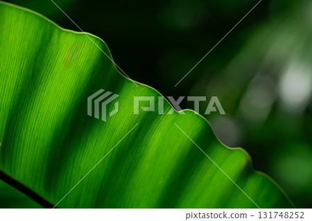 Close-up of green grass with water drops after a rain in the morning 131748252