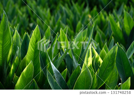 Close-up of green grass with water drops after a rain in the morning 131748258
