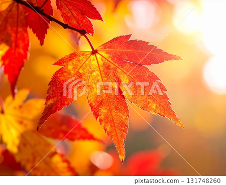 Close-up of autumn maple leaves 131748260