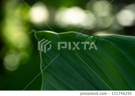 Tropical leaves, dark green foliage in jungle. Nature background. 131748295
