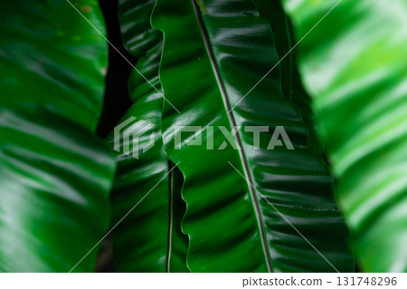 Tropical leaves, dark green foliage in jungle. Nature background. Tropical leaves, dark green foliage in jungle. Nature background. 131748296