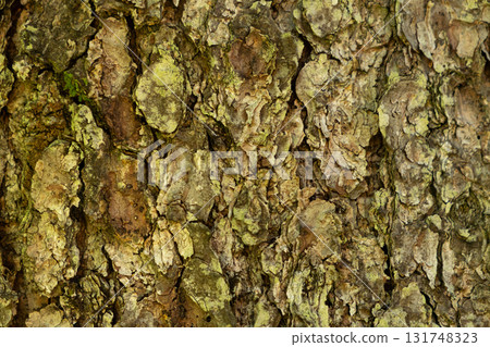 Close-Up Texture of Rough Tree Bark in Natural Brown Tones Close-Up Texture of Rough Tree Bark in Natural Brown Tones 131748323