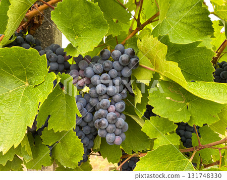 Ripe Vineyard Grapes Ready for Harvest Close-Up Ripe Vineyard Grapes Ready for Harvest Close-Up 131748330