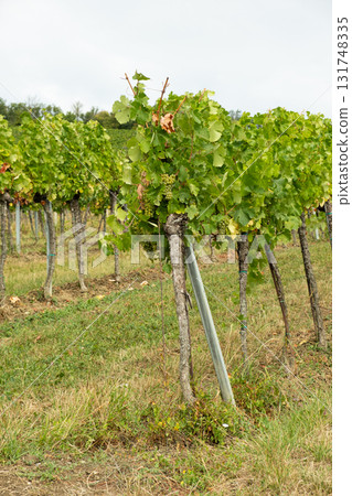Vineyards in Austria in September, harvest, winery Vineyards in Austria in September, harvest, winery 131748335