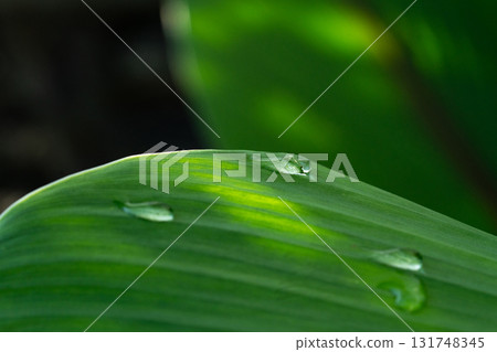 Close-up green leaf with water drops in the rainy day for natural background. Close-up green leaf with water drops in the rainy day for natural background. 131748345