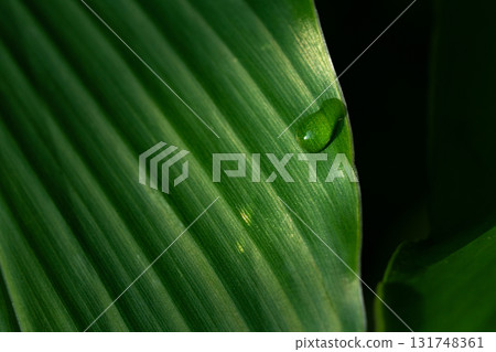 Close-up green leaf with water drops in the rainy day for natural background. Close-up green leaf with water drops in the rainy day for natural background. 131748361