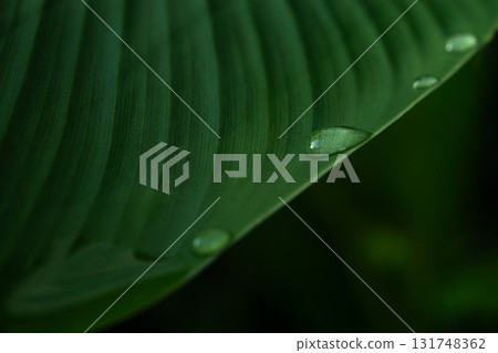 Close-up green leaf with water drops in the rainy day for natural background. Close-up green leaf with water drops in the rainy day for natural background. 131748362