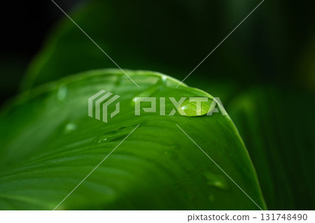 Close-up green leaf with water drops in the rainy day for natural background. Close-up green leaf with water drops in the rainy day for natural background. 131748490