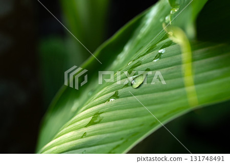 Close-up green leaf with water drops in the rainy day for natural background. 131748491
