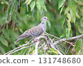 Oriental Turtle Dove 1 131748680